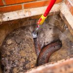 Evidence of rat infestation