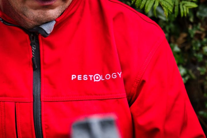 Rats under decking - pest control